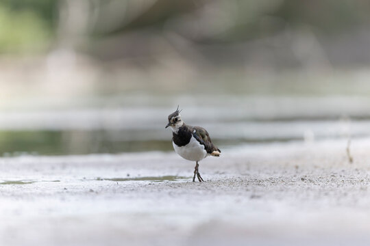 Northern Lapwing Vanellus vanellus on ground