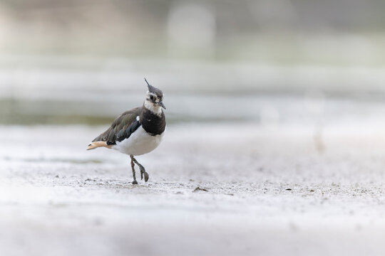 Northern Lapwing Vanellus vanellus on ground