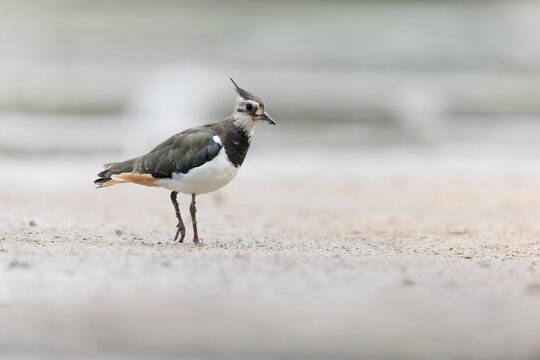 Northern Lapwing Vanellus vanellus on ground