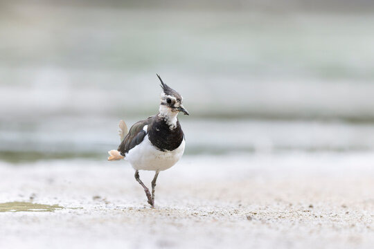 Northern Lapwing Vanellus vanellus on ground