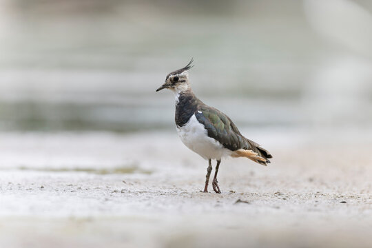 Northern Lapwing Vanellus vanellus on ground