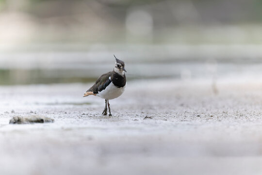 Northern Lapwing Vanellus vanellus on ground
