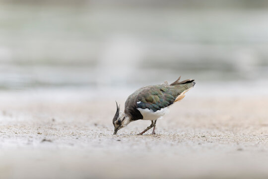 Northern Lapwing Vanellus vanellus on ground