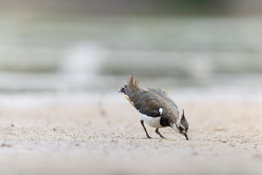 Northern Lapwing Vanellus vanellus on ground