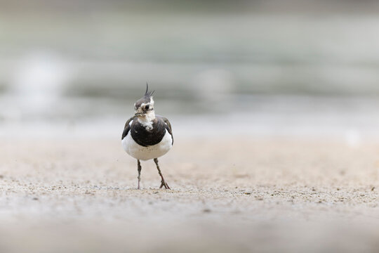 Northern Lapwing Vanellus vanellus on ground