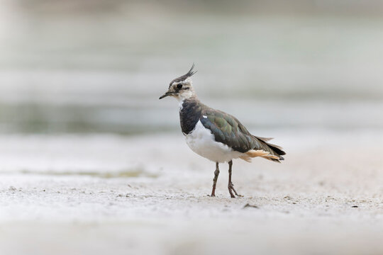 Northern Lapwing Vanellus vanellus on ground