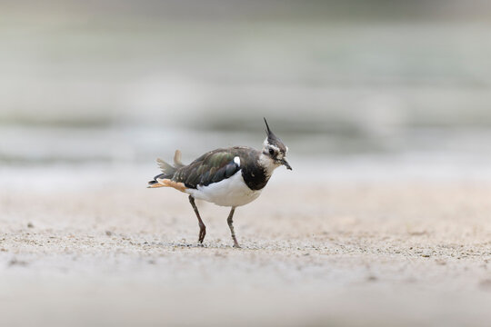 Northern Lapwing Vanellus vanellus on ground