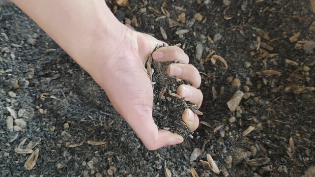 A close-up shot of a hand firmly clutching dark-colored rice husk charcoal growing medium, with organic particles and rice husks scattered on the ground beneath it, in natural light.