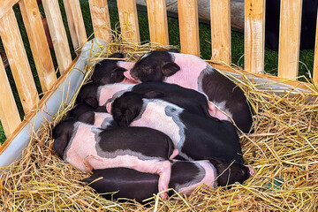 Small newborn piglets sleep tightly on dry straw inside wooden pen at agricultural farm. Cute pink baby pigs huddle rest together in cozy shelter. Farming concept of livestock animal husbandry. © KseniyA