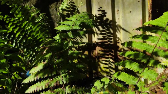 A close-up shot of a green fern leaf bathed in sunlight, with the shaded foliage of the backyard and its textural details.