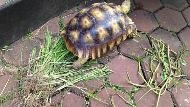 A pet turtle is walking on a terrace made of hexagonal bricks.