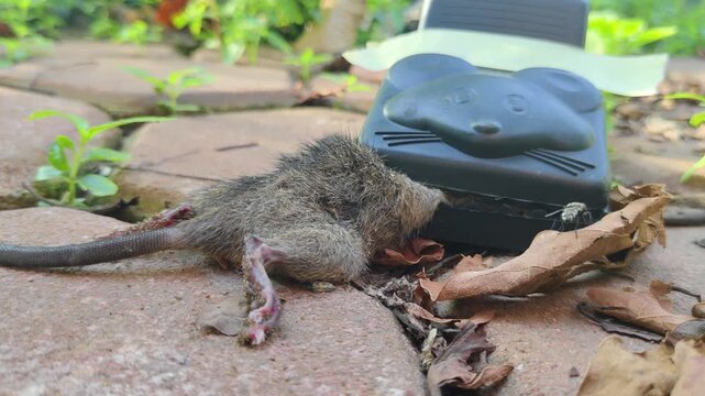 A dead mouse trapped in a black plastic mousetrap on the brick patio in the backyard, swarming with ants.