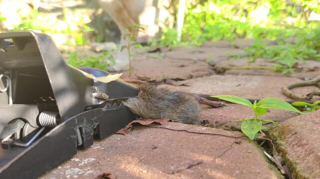 A ginger cat is examining a mouse trapped in a spring-loaded mousetrap on a sunlit garden path.