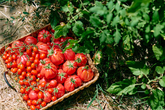 A wicker basket holds freshly harvested red tomatoes in a garden