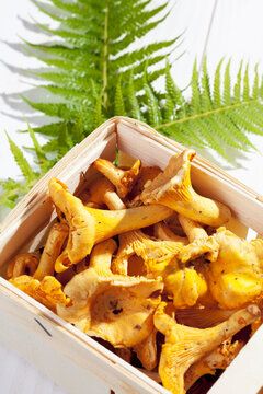Chanterelles (Cantharellus cibarius) and fern leaves in log basket on wooden table