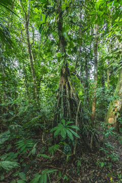 Lush tropical rainforest trail through dense green vegetation and trees in nature with rainforest