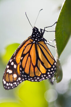 Monarch Butterfly (Danaus plexippus) on leaf, close-up
