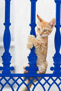 Europe, Greece, Cyclades, Thira, Santorini, Oia, Kitten climbing on fence