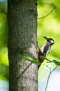 Germany, Bavaria, Great Spotted Woodpecker on tree trunk, close up