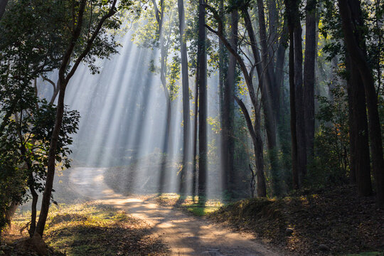 India, Uttarakhand, View of forest with shala trees at Jim Corbett National Park
