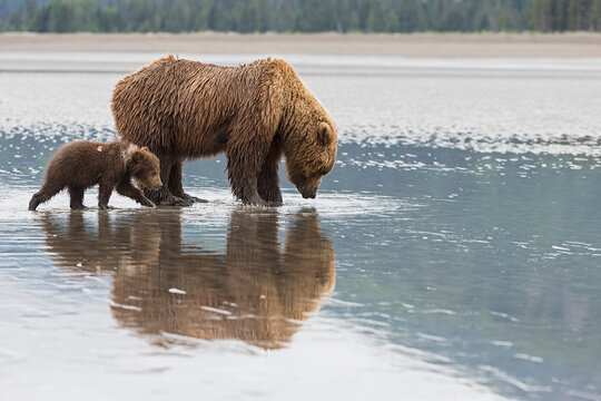 USA, Alaska, Lake Clark National Park and Preserve, Brown bear with cubs searching for mussels in lake