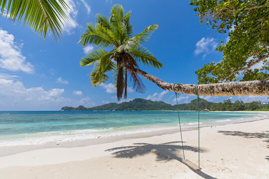 Seychelles, Mahe Island, beach Baie Lazare, swing hanging on cocos palm