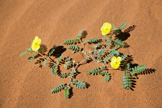 Africa, Namibia, Namib Desert, Morning star flowers (Carex grayi), elevated view