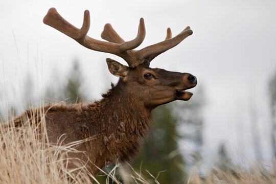 USA, Yellowstone Park, Elk (Cervus canadensis), side view