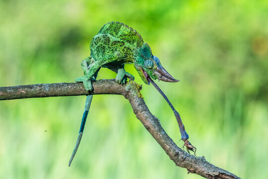 Green chameleon perched on a thin tree branch in the wild forest foliage with chameleon