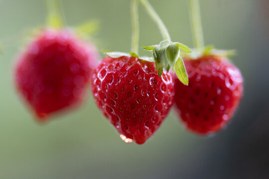 Ripe red strawberries hanging from green vines with water droplets outdoors in natural sunlight