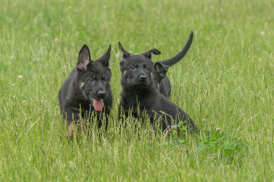 Group of black german shepherd puppies running and playing together in a green summer meadow
