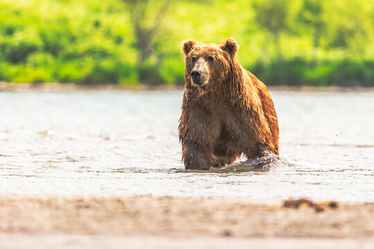 Ruling the landscape, brown bears of Kamchatka (Ursus arctos beringianus)
