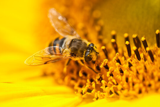 Bee collecting pollen from sunflower