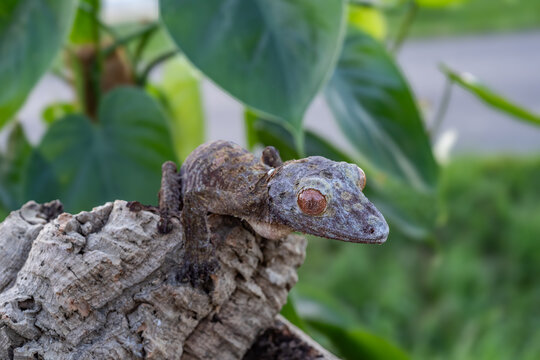 The image shows the head and front of a gecko, probably a Henkel's flat-tailed gecko ( Uroplatus henkeli ), which is characterized by camouflage coloration resembling tree bark and striking red eyes.