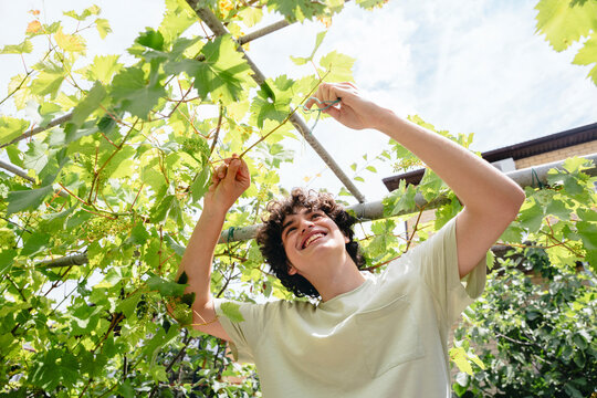 A man prunes a grapevine in a sunny backyard garden