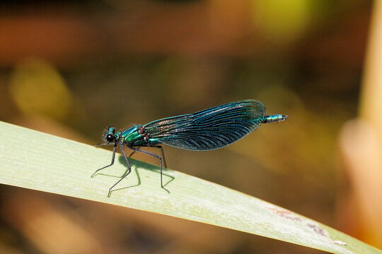 Germany, Bavaria, View of banded demoiselle on leaf