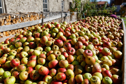 Germany, Bad Feilnbach, Apples on trailer