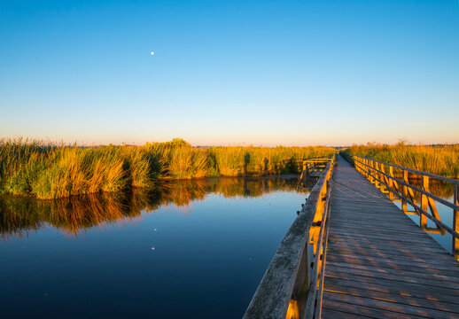 Germany, Baden-Wuerttemberg, Swabia, Upper Swabia, Bad Buchau, Lake Feder, wooden boardwalk in the morning