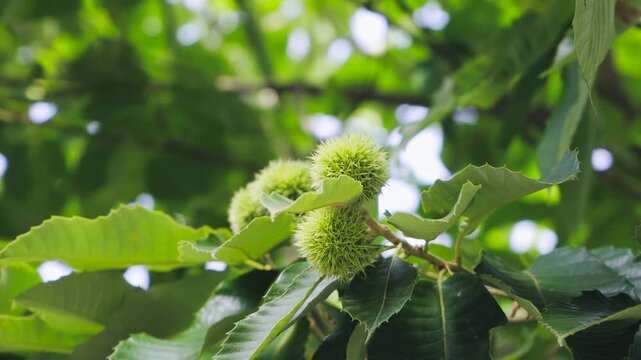Green chestnut burrs on tree branches in summer