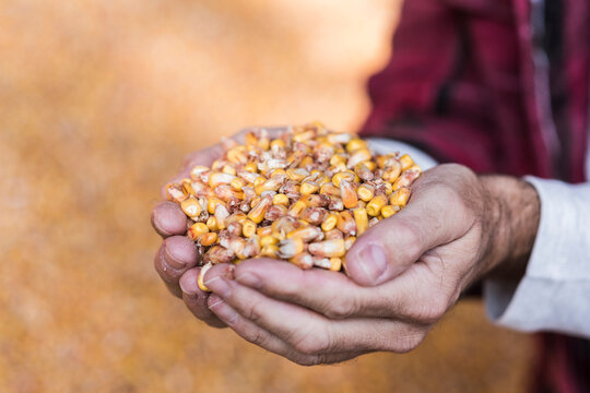 Grains of maize in hands