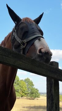 Close up of horse exhibiting stereotypic cribbing behavior biting and chewing on wooden fence rail.