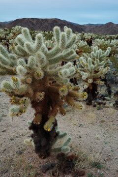Cluster of teddy bear cholla cacti with a mountain range backdrop in Joshua Tree National Park, California