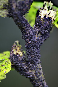 Schwarze Bohnenl&auml;use auf einer Kohldistel