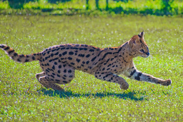 serval (Leptailurus serval) © Alberto Giron 