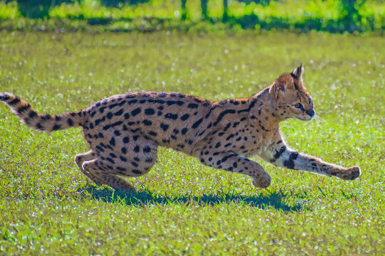 serval (Leptailurus serval)