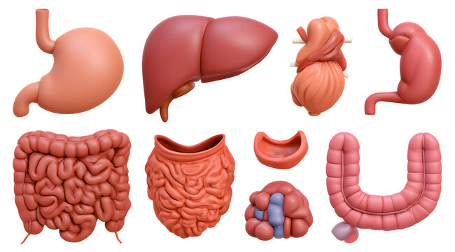 a 3D stylized white collection featuring the human digestive system organs, including the stomach, liver, and intestines