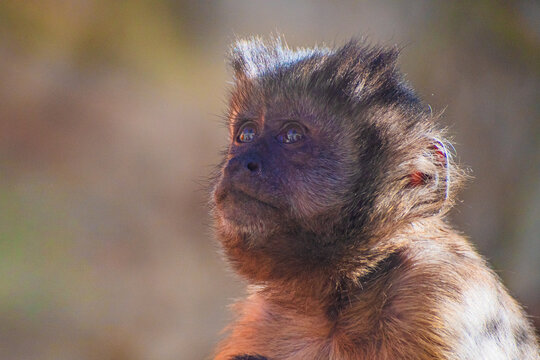 Gracile capuchin monkey (Cebus)