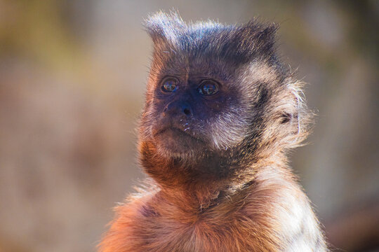 Gracile capuchin monkey (Cebus)