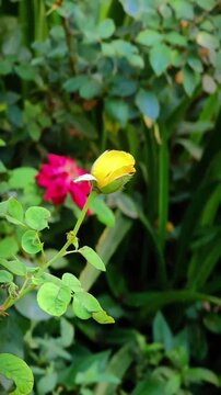 Yellow Rose Flower with Green Leaves