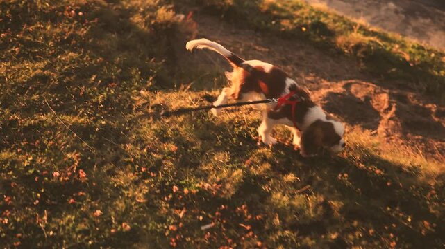 Leashed spaniel puppy trots across a sunlit clover lawn